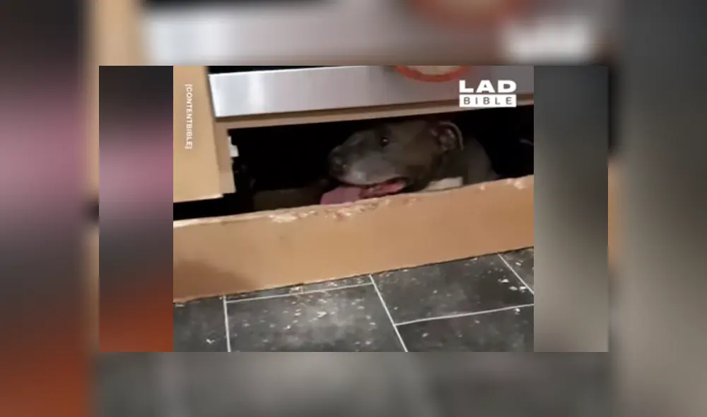 Video se viralizó en Facebook. Una mujer terminó muy enojada luego de ver la insensata actitud del culpable que dejó su casa en escombros. Video se viralizó en Facebook. Una mujer terminó muy enojada luego de ver la insensata actitud del culpable que dejó su casa en escombros.