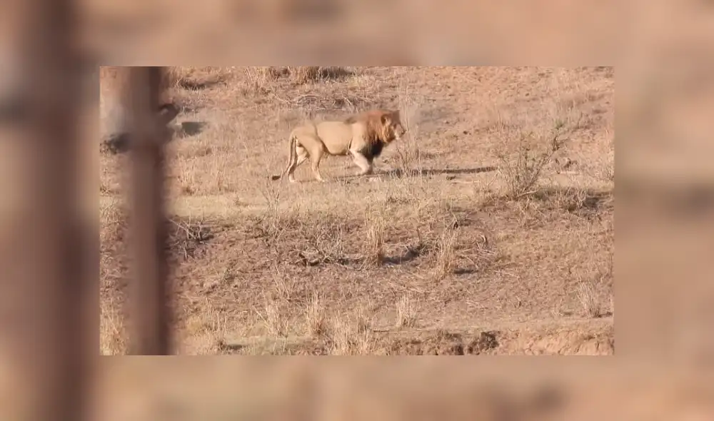 YouTube: león intenta cazar a un impala y leona lo detiene por insólito motivo que asombra a miles [VIDEO]