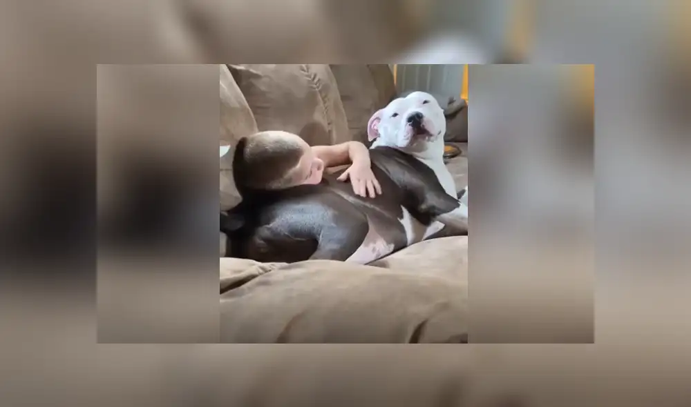 Un niño y un perro se hicieron mejores amigos y lo demostraron con un tierno abrazo. Foto: YouTube Un niño y un perro se hicieron mejores amigos y lo demostraron con un tierno abrazo. Foto: YouTube
