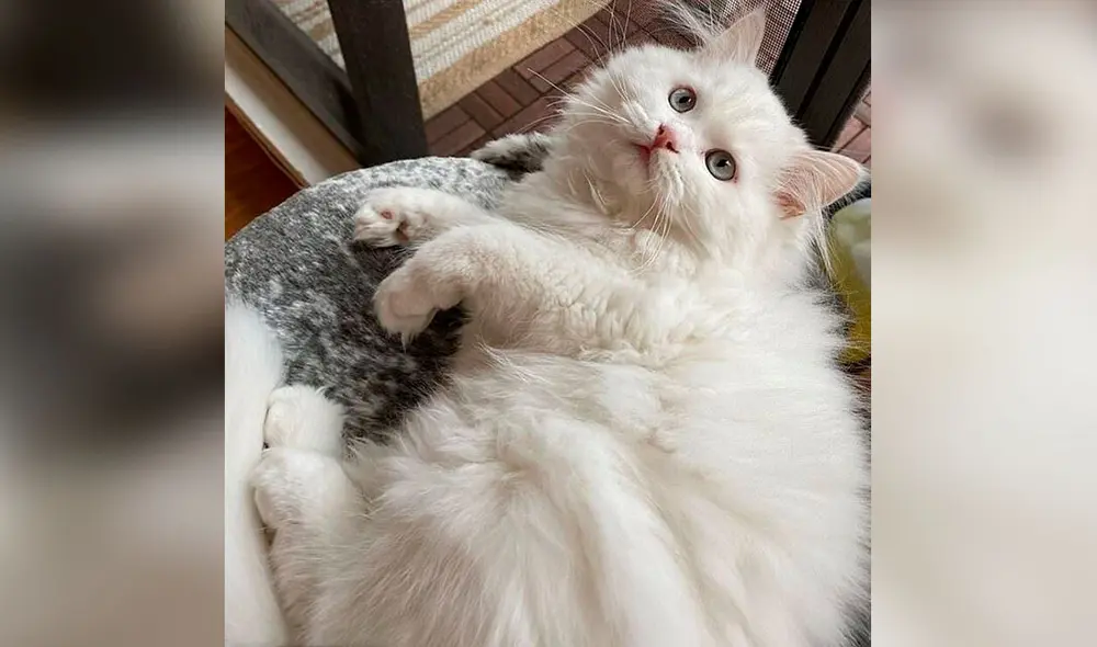 Desliza las imágenes para descubrir la destreza de un gato al subir a un skate que su dueña dejó en la sala. Foto: captura de TikTok