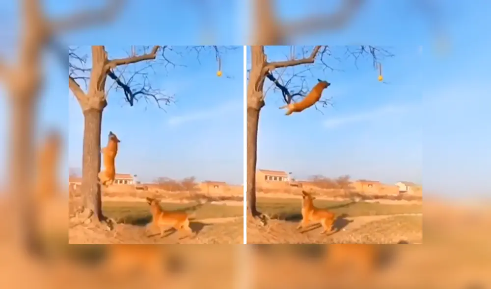 Desliza las imágenes para conocer la increíble hazaña de un perro para alcanzar una pelota en lo alto de un árbol. Foto: Clarín. Desliza las imágenes para conocer la increíble hazaña de un perro para alcanzar una pelota en lo alto de un árbol. Foto: Clarín.