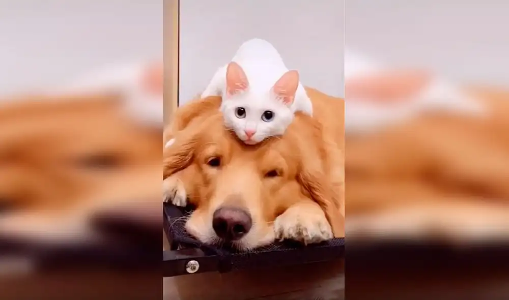 Desliza las imágenes para conocer la verdadera amistad entre un perro y un gato que son inseparables. Foto: Captura de Facebook Desliza las imágenes para conocer la verdadera amistad entre un perro y un gato que son inseparables. Foto: Captura de Facebook