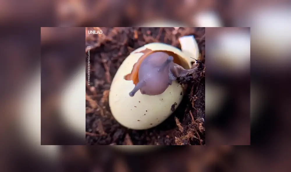 Desliza para ver el desenlace de este video viral de YouTube. Foto: Captura.