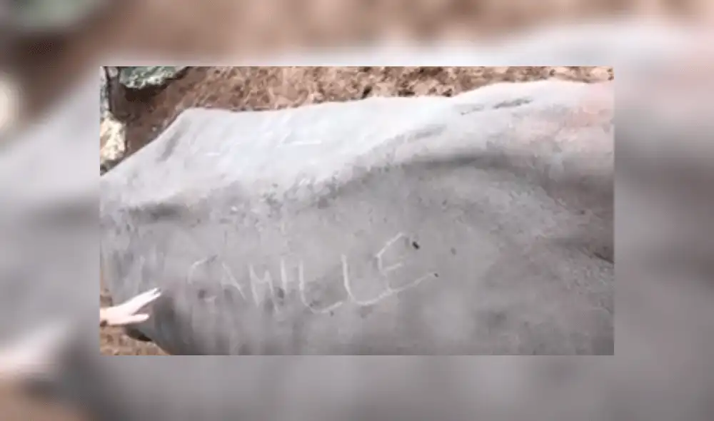 Sucedió en el zoológico  La Palmyre. Foto: Captura /Royan News