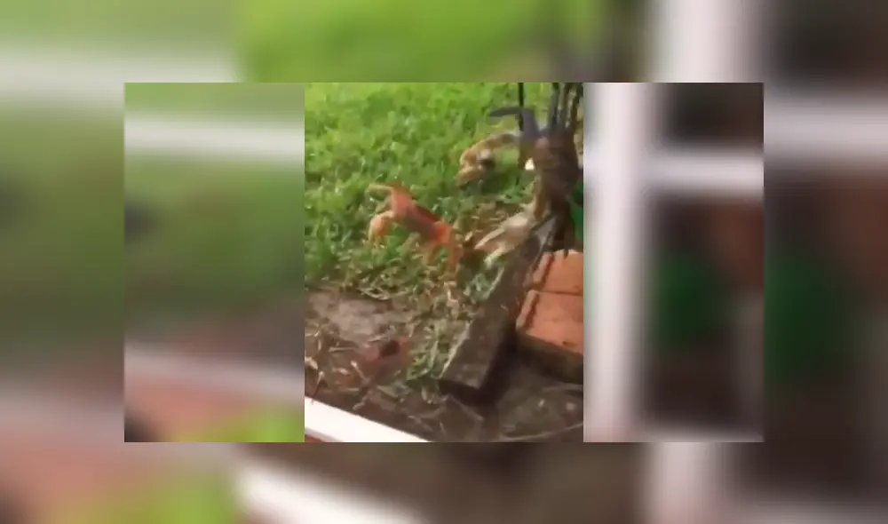 Misteriosas criaturas invaden el jardín de un joven de Estados Unidos. Misteriosas criaturas invaden el jardín de un joven de Estados Unidos.