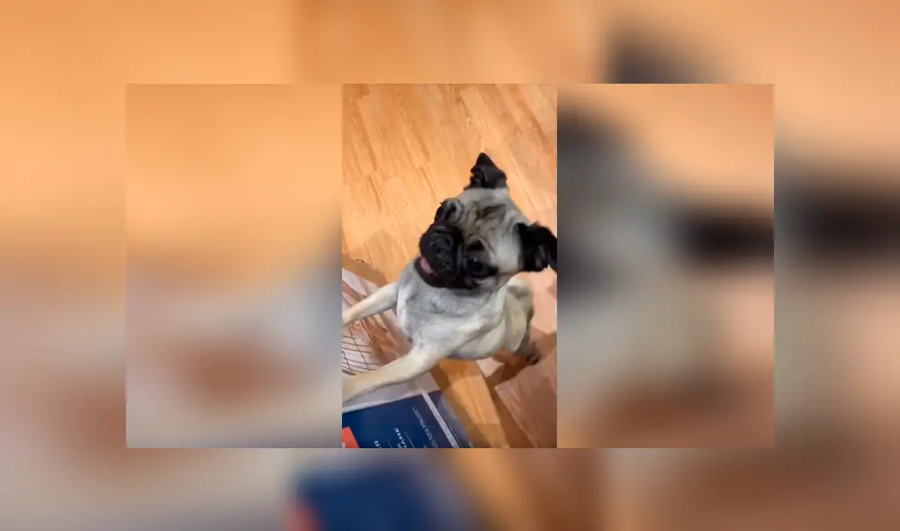 Desliza las imágenes para observar el comportamiento de un perro al creer que su dueña le compró una silla. Foto: Captura. Desliza las imágenes para observar el comportamiento de un perro al creer que su dueña le compró una silla. Foto: Captura.