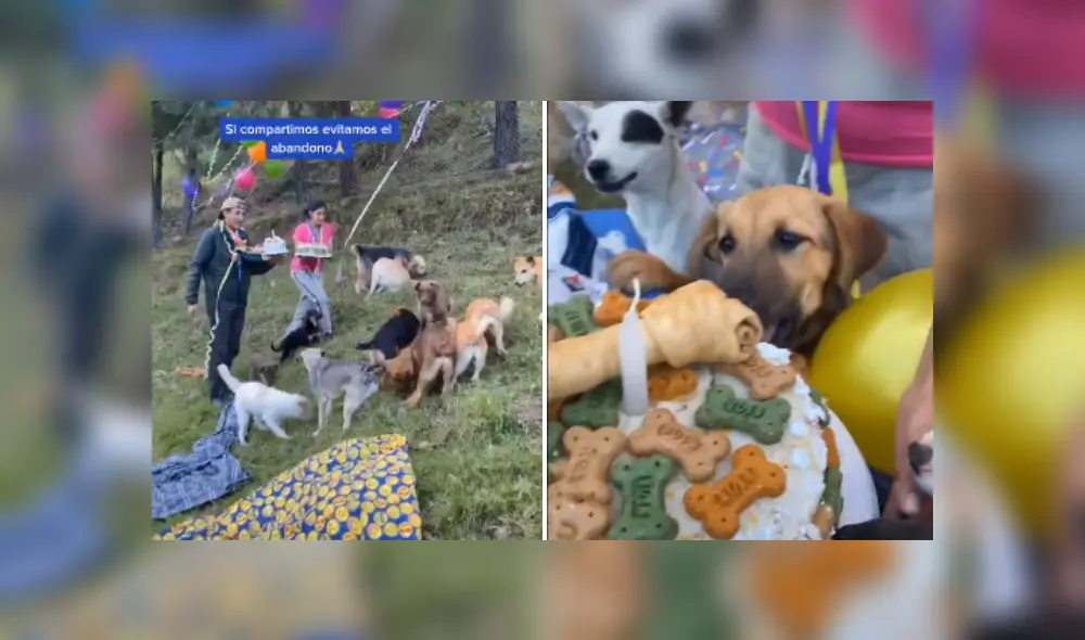 Desliza hacia la izquierda para ver más imágenes de esta divertida bienvenida. (Foto: captura / TikTok)
