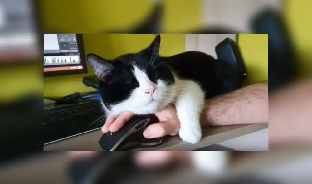 El dueño del gato grabó el hilarante comportamiento que adoptó su mascota tras ver que no le prestaba atención por su trabajo. El dueño del gato grabó el hilarante comportamiento que adoptó su mascota tras ver que no le prestaba atención por su trabajo.