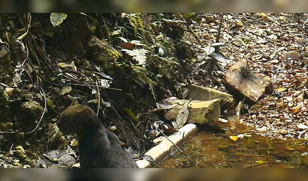 El yaguarundí es un habitante nuevo en la selva de San Gabán, en la provincia del mismo nombre en Puno. Foto: Serfor El yaguarundí es un habitante nuevo en la selva de San Gabán, en la provincia del mismo nombre en Puno. Foto: Serfor