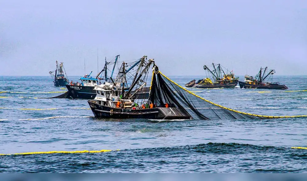 Ejecutará pesca exploratoria de anchoveta y otras especies.