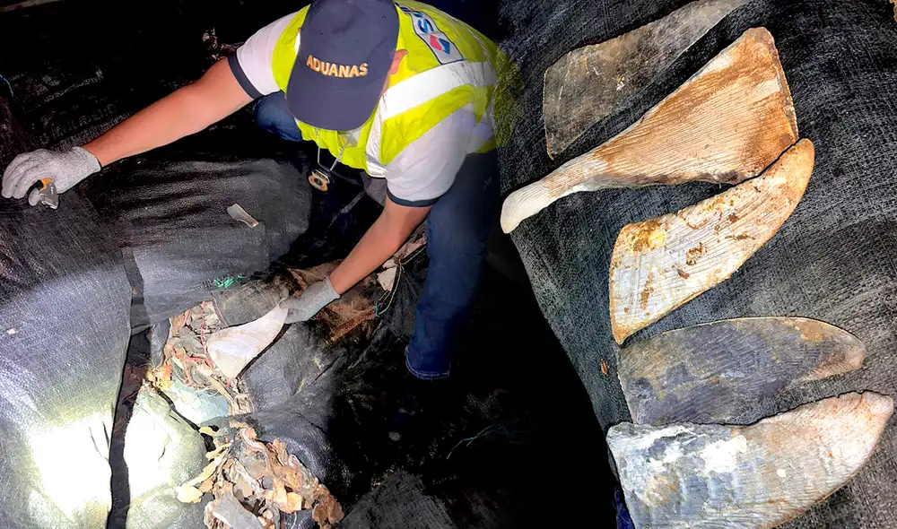 Aletas de tiburón. Foto: Sunat