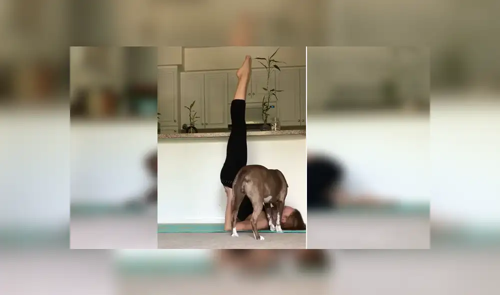 Bailarina profesional protagonizó un divertido ‘blooper’ cuando intentaba grabar su rutina de yoga y fue sorprendida por su mascota