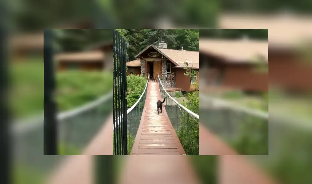 Desliza las imágenes hacia la izquierda para apreciar la valiente acción de un perro tras superar su mayor miedo. Fotocaptura: Facebook.