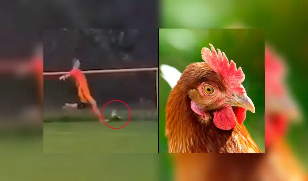 Destino fatal. Un grupo de aves ingresaron a la cancha durante un encuentro de segunda división y el jugador Iván Gazdek sacó toda su furia contra una pobre gallina.