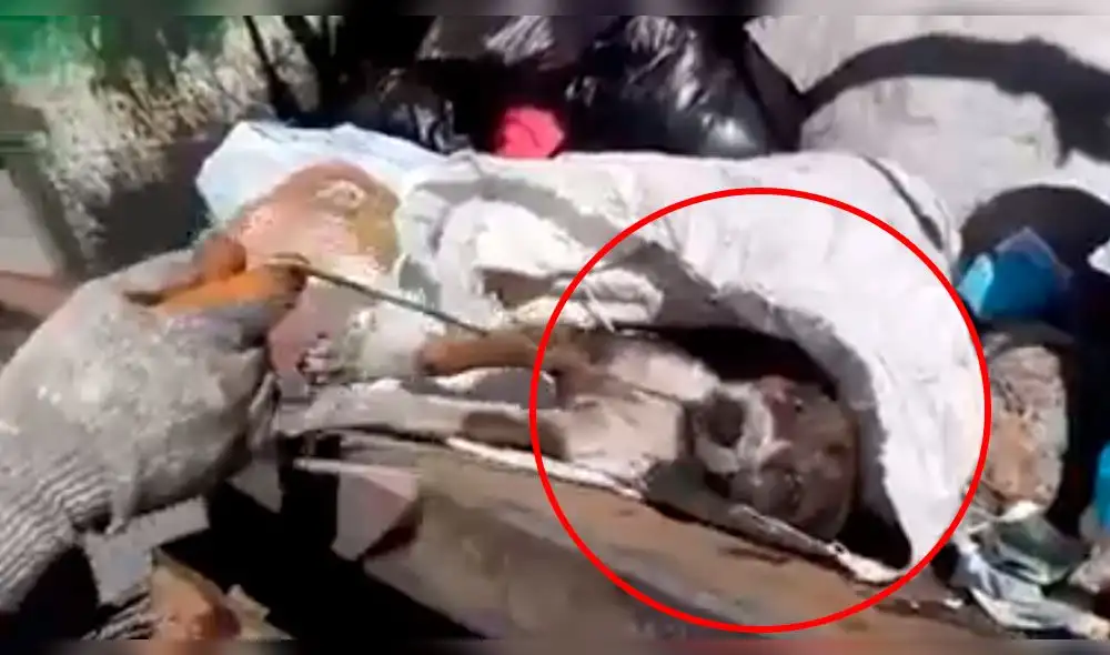 Chile: tiran a la basura a perro herido y video causa indignación en Facebook Chile: tiran a la basura a perro herido y video causa indignación en Facebook