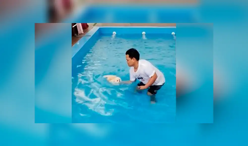 YouTube viral: profesor de natación enseña a nadar a perrito y miles se conmueven [VIDEO]