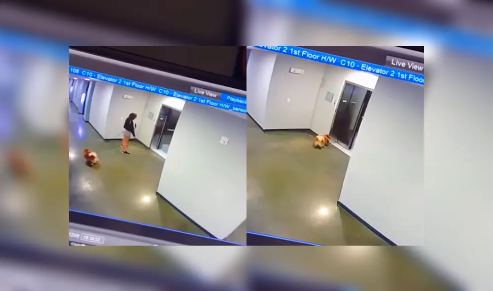 Desliza para ver el desenlace de este video viral publicado en YouTube. Foto: Captura. Desliza para ver el desenlace de este video viral publicado en YouTube. Foto: Captura.