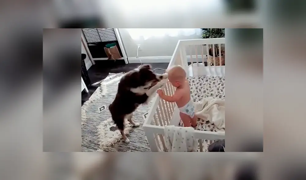 Perro y bebé son captados en tierna situación mientras todos duermen [VIDEO] 