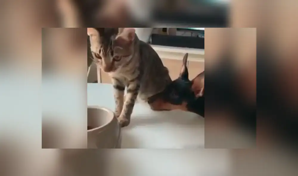 Facebook viral: gato ve que su amigo tenía mucha hambre y hace lo más insólito para ayudarlo Facebook viral: gato ve que su amigo tenía mucha hambre y hace lo más insólito para ayudarlo