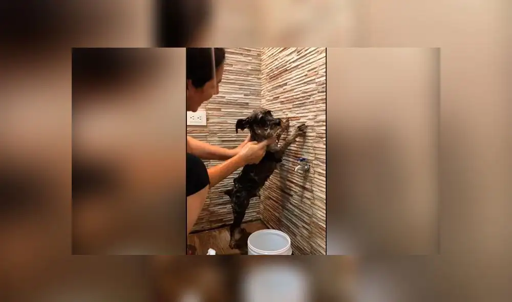 Desliza las imágenes para ver la curiosa escena que protagonizó este travieso perro y su dueña al bañarlo. Foto: YouTube