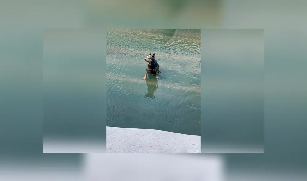 Desliza las imágenes hacia la izquierda para conocer la valerosa acción de un policía para salvar a un perro. Desliza las imágenes hacia la izquierda para conocer la valerosa acción de un policía para salvar a un perro.