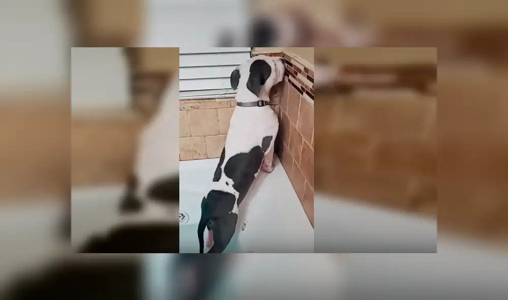 Video es viral en YouTube. El can se rehusaba a ver el agua correr por la tina y adoptó un peculiar comportamiento que su dueña no dudó en grabar