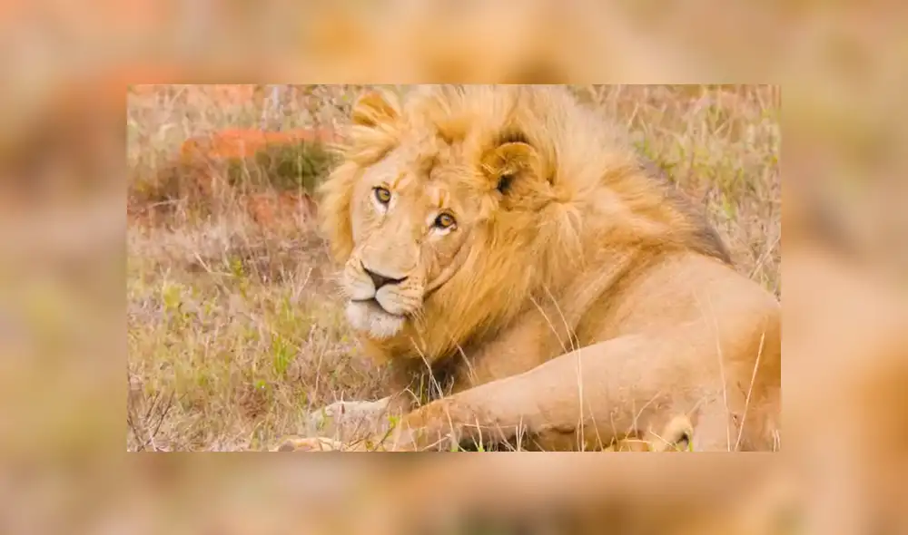 Turista se acerca a enorme león y graba sus enormes colmillos. Turista se acerca a enorme león y graba sus enormes colmillos.