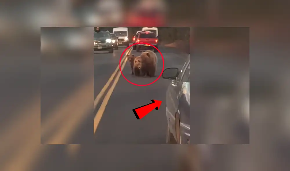YouTube viral: Conductor es acechado por gigantesco oso en autopista y ocurre aterrador momento [VIDEO]