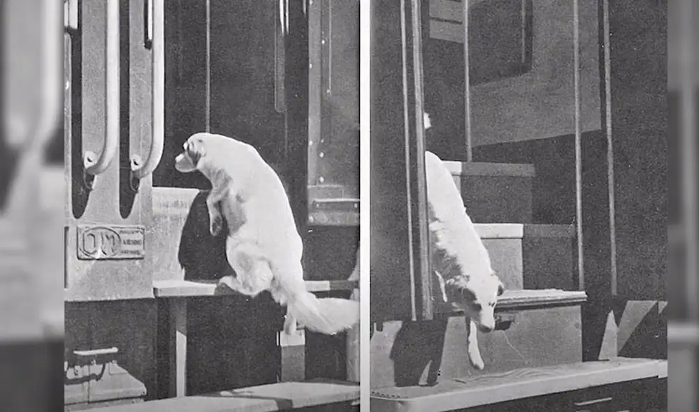 Lampo sabía conectar trenes y viajaba a diversas ciudades. Foto: YouTube/Experto Animal Lampo sabía conectar trenes y viajaba a diversas ciudades. Foto: YouTube/Experto Animal