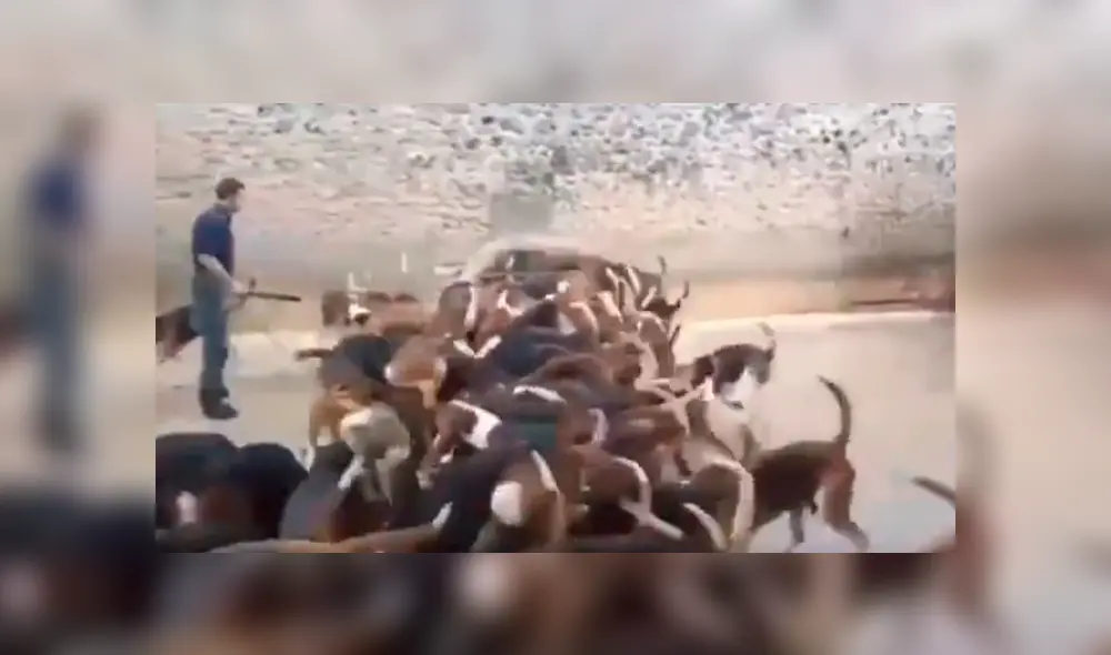 YouTube viral: critican a cazador que alimentó con látigo a jauría de perros hambrientos [VIDEO] 