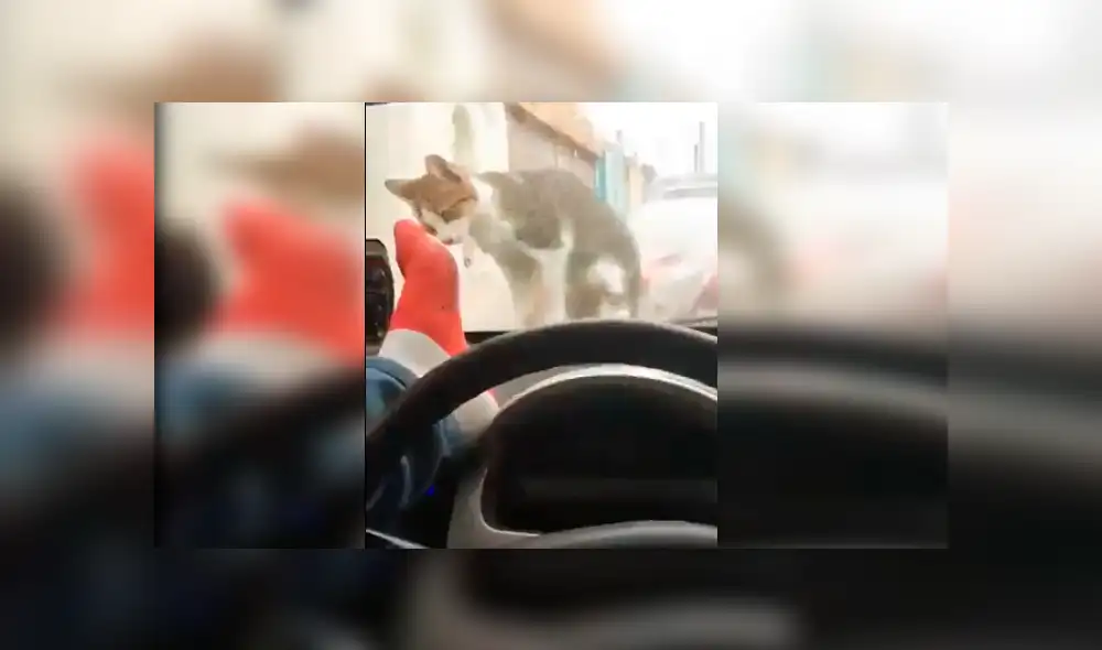 Hombre pateaba a la cara del gato a través de la luna delantera de su auto hasta que un inesperado incidente hizo que se arrepintiera.