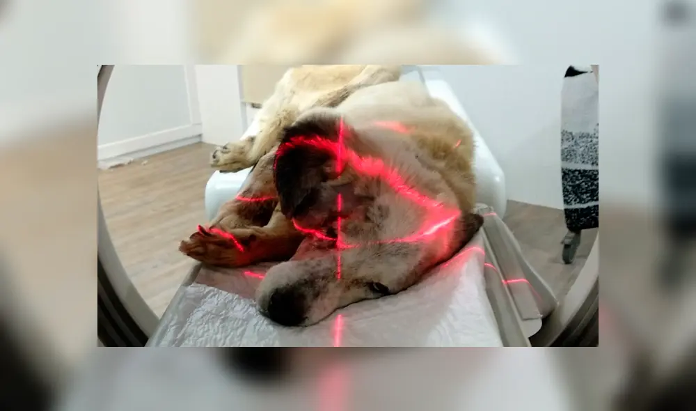 Ragnar es un perro de apróximadamente 7 años de edad. (Foto: Twitter) Ragnar es un perro de apróximadamente 7 años de edad. (Foto: Twitter)