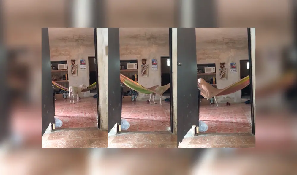 Desliza para ver los detalles del video viral publicado en Facebook. Foto: Captura.