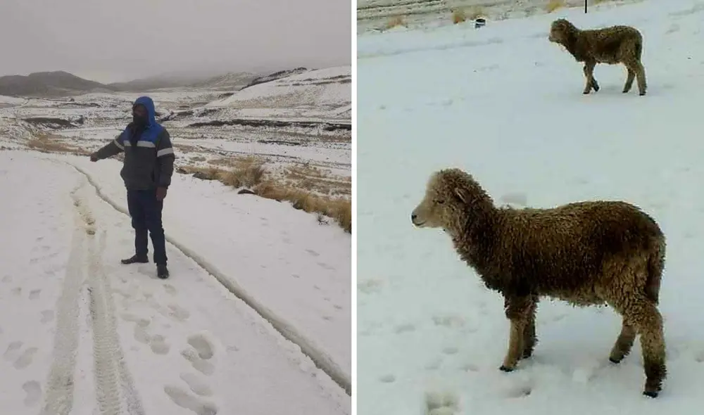 Pobladores señalan que animales no tienen alimentos. Foto: Radio Onda Azul. Pobladores señalan que animales no tienen alimentos. Foto: Radio Onda Azul.