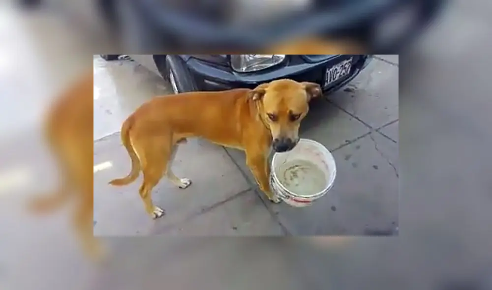 Ternura en Facebook por perro con balde con agua en Chorrillos [VIDEO]