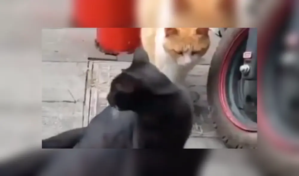 Facebook viral: gata encuentra a su pareja siéndole ‘infiel’ con otra felina a la que abrazaba 