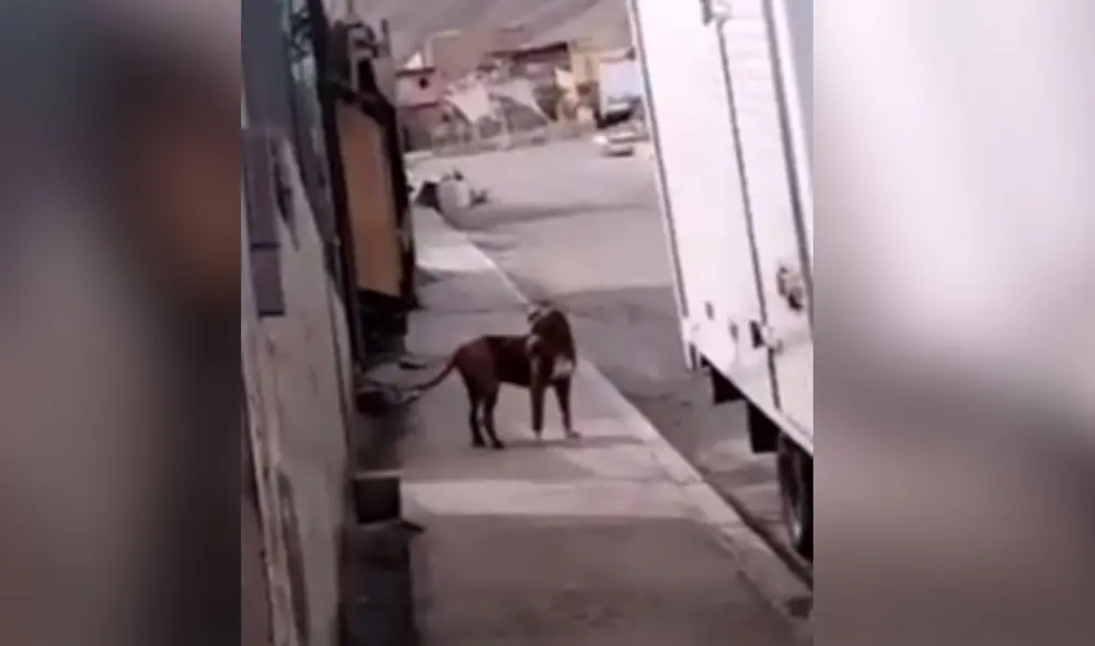 Desliza las imágenes para ver más detalles sobre esta conmovedora escena de reencuentro entre una familia y su perro que estuvo perdido. Foto: captura de Facebook