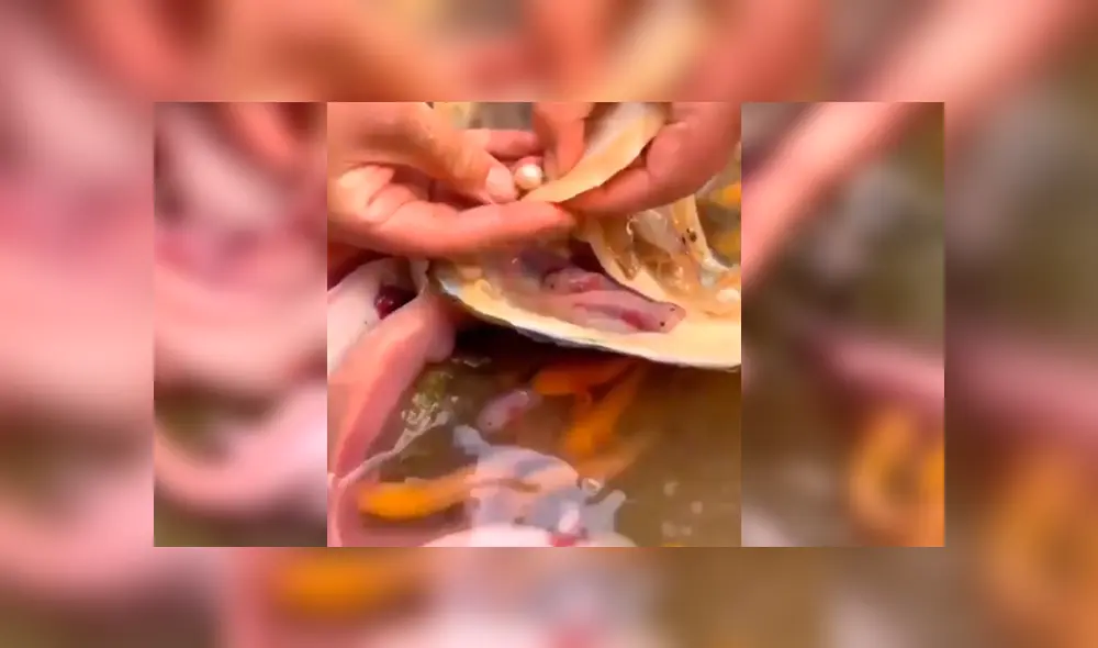 YouTube viral: navega misterioso lago y se topa con nido de criaturas acuáticas que cuidaban un ‘tesoro’ YouTube viral: navega misterioso lago y se topa con nido de criaturas acuáticas que cuidaban un ‘tesoro’