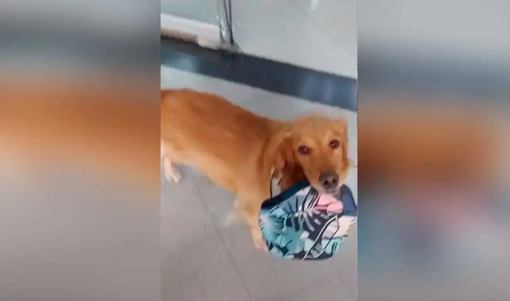 Desliza las imágenes para ver la curiosa forma en que esta perrita le llevó su comida a su dueña. Foto: captura de TikTok/andrespresiga1