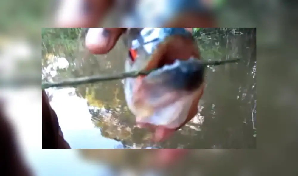 YouTube Viral: Utilizan a piraña como tijera e indigna al mundo [VIDEO] 