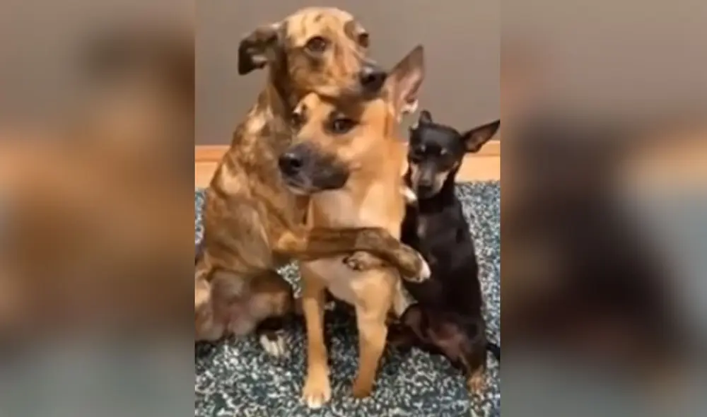 Desliza hacia la izquierda para ver más fotos de estos 'mejores amigos' que se roban las miradas con sus poses. Foto: captura de Facebook Desliza hacia la izquierda para ver más fotos de estos 'mejores amigos' que se roban las miradas con sus poses. Foto: captura de Facebook