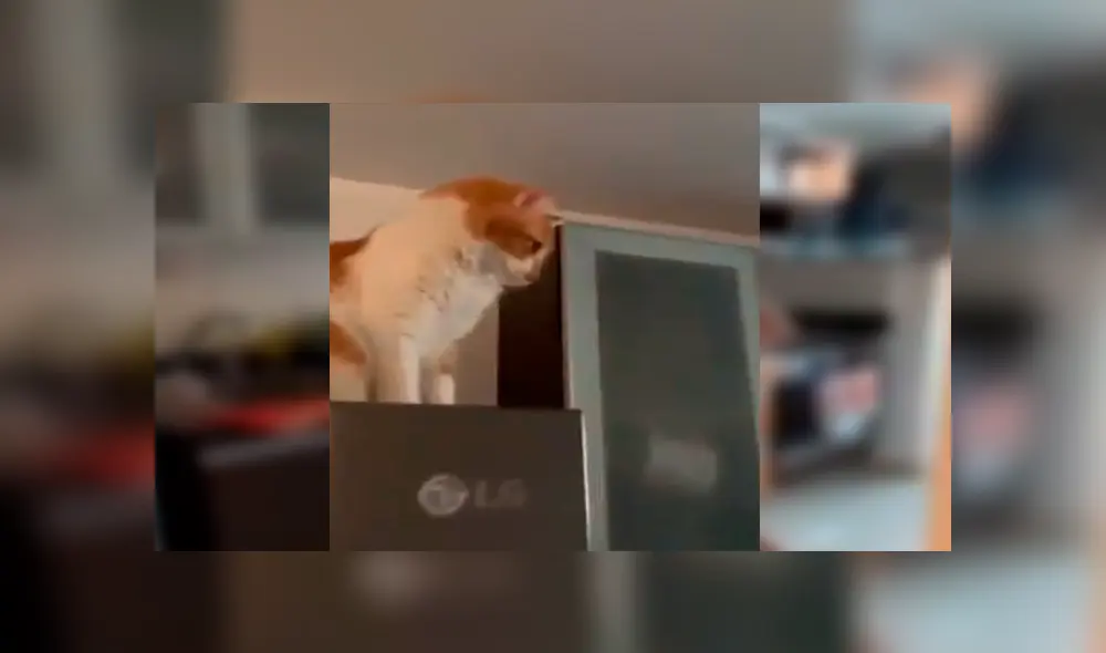 Facebook: Esta pobre chica pensaba que le dedicaban frases de amor pero eran hacia su mascota [VIDEO]