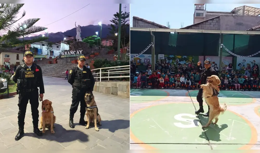 Perritos son un gran apoyo para efectivos de la Policía. Foto: Difusión