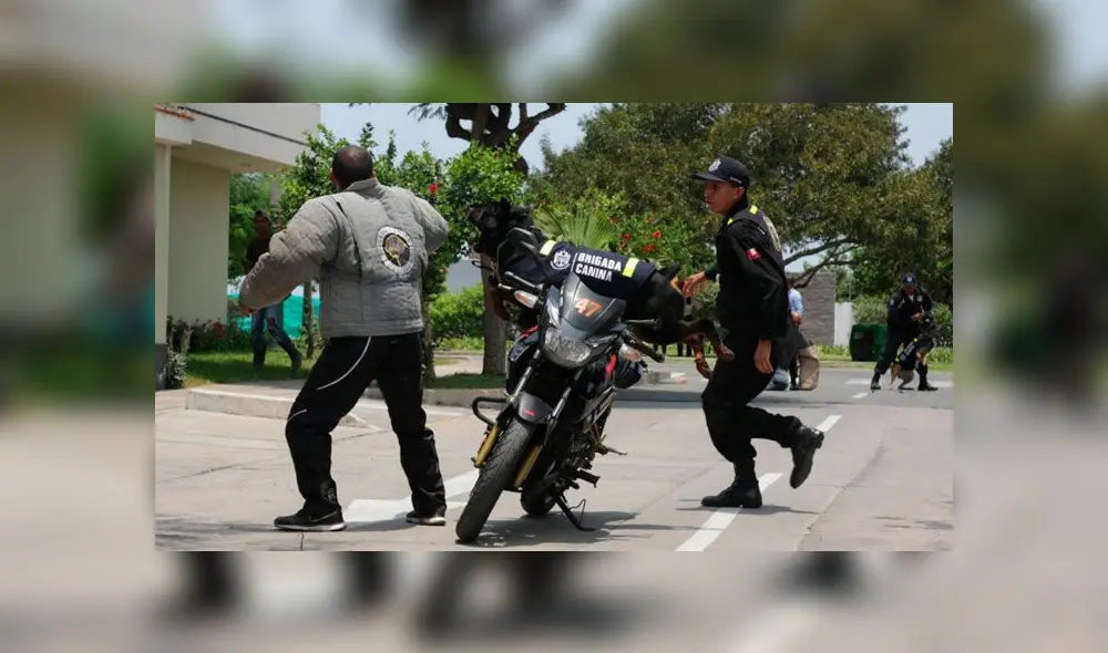 Dieciocho canes ayudarán a frustrar robos en San Isidro. Créditos: Municipalidad de San Isidro.