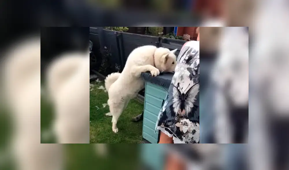 Desliza la imagen compartida para verlas todas. Foto: ViralHog / YouTube Desliza la imagen compartida para verlas todas. Foto: ViralHog / YouTube