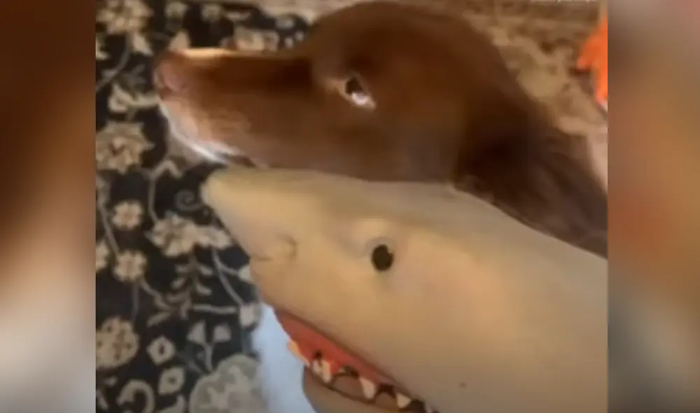 Desliza hacia la izquierda para ver las imágenes del video viral. Foto: Captura de YouTube