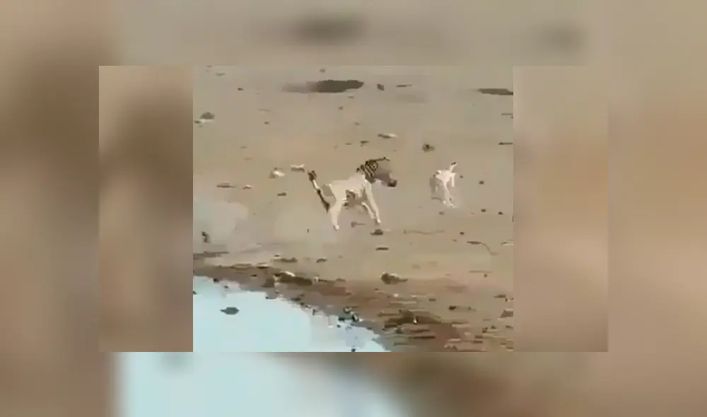 La cebra luchó en todo momento por salvar su vida ante la cruel reacción del macho alfa. Foto: captura La cebra luchó en todo momento por salvar su vida ante la cruel reacción del macho alfa. Foto: captura
