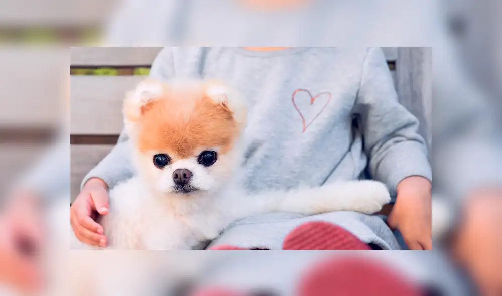 Instagram: murió Boo, el perro más lindo del mundo, que será recordado por estas tiernas fotos