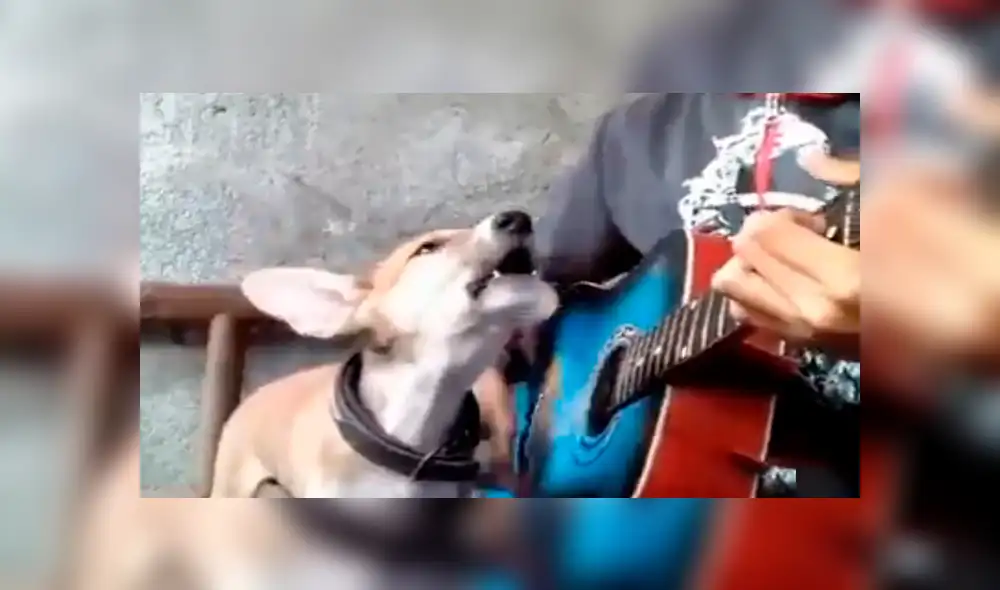 Facebook viral: niño prepara tierna serenata con su perro y conmueven a usuarios [VIDEO]