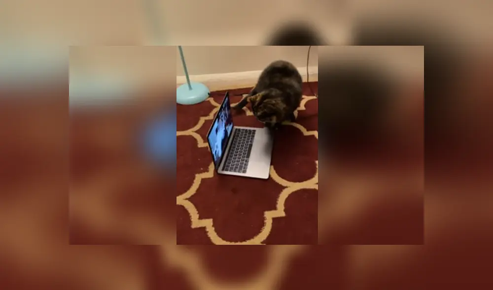 Desliza las imágenes para apreciar el tierno momento de un gato con su dueña al volverse a ver por videollamada. Desliza las imágenes para apreciar el tierno momento de un gato con su dueña al volverse a ver por videollamada.